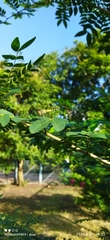 Brachydiplax sobrina