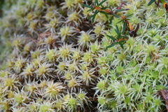 Sphagnum squarrosum