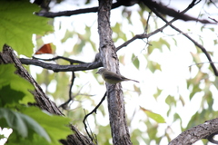 Oporornis agilis