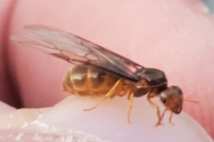 Lasius brevicornis