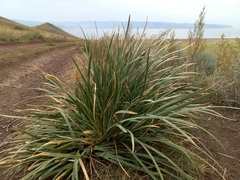 Iris lactea biglumis