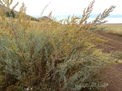Artemisia dracunculus glauca