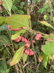 Euonymus europaeus