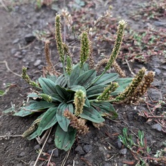 Plantago depressa