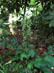 Platanthera lacera