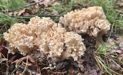 Ramaria