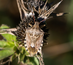 Codophila varia