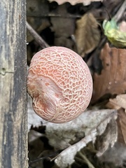 Rhodotus palmatus