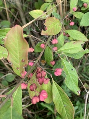 Euonymus europaeus