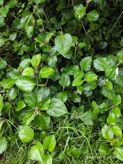 Cissus verticillata