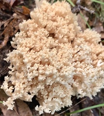 Ramaria