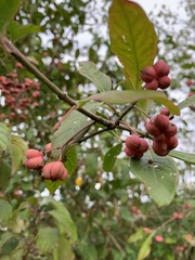 Euonymus europaeus