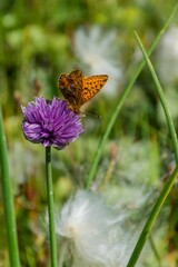 Boloria