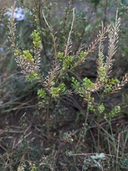 Lepidium apetalum