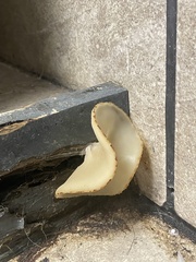 Peziza domiciliana