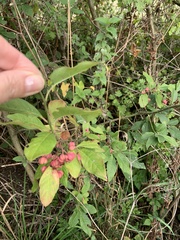 Euonymus europaeus