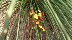 Diuris magnifica