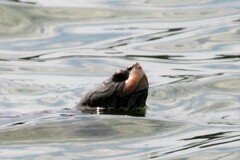 Malaclemys terrapin