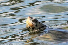 Malaclemys terrapin