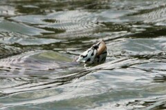 Malaclemys terrapin