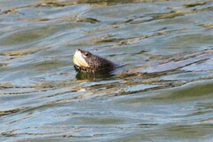 Malaclemys terrapin