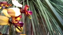 Diuris magnifica