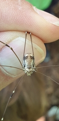 Leiobunum limbatum