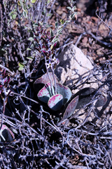 Adromischus maculatus