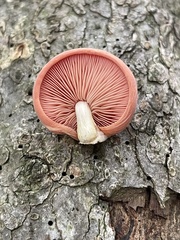 Rhodotus palmatus