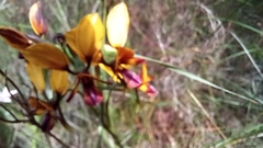 Diuris magnifica