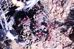 Anacampseros telephiastrum