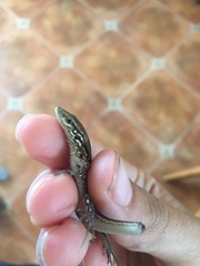 Gallotia galloti