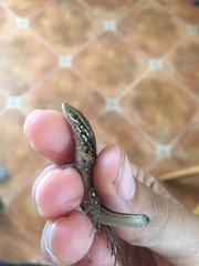 Gallotia galloti