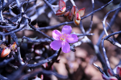 Anacampseros telephiastrum