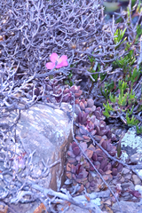 Anacampseros telephiastrum