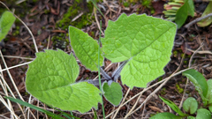 Arnica cordifolia