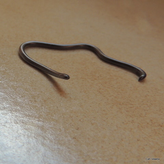Leptotyphlopidae
