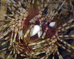 Echineulima robusta