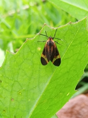 Dycladia
