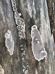 Peniophora albobadia