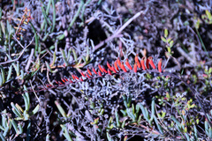 Astroloba rubriflora