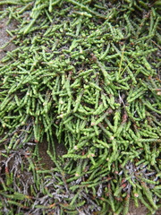 Cassiope lycopodioides