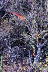 Astroloba rubriflora