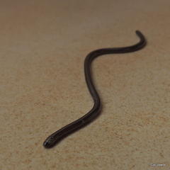 Leptotyphlopidae