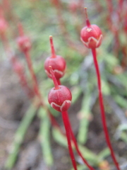 Cassiope lycopodioides