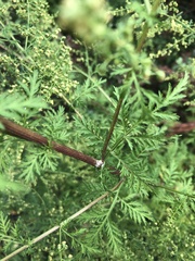 Artemisia annua