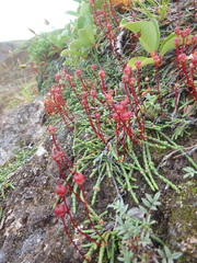 Cassiope lycopodioides
