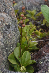 Orthilia secunda