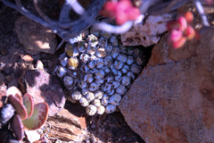 Conophytum ficiforme