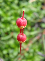 Cassiope lycopodioides